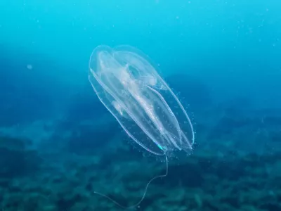 Rebrača v Jadranskem morju. Fotografija je nastala v Telašćici.