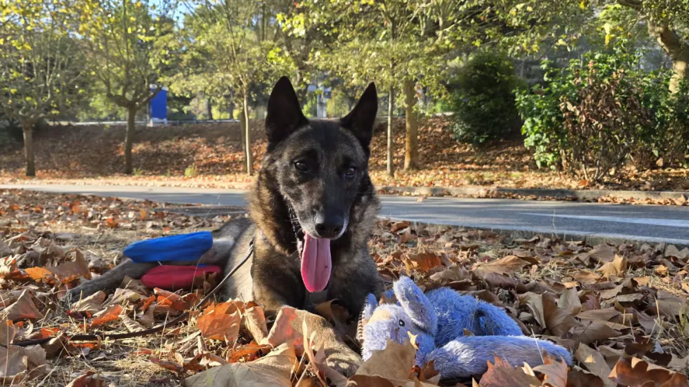 Lairy, belgijski ovčar, ki so ga rešili izpod Male Osojnice, na poti domov v Francijo