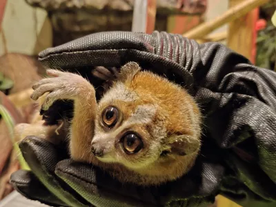 Mail, samička pritlikavega počasnega lorija / Foto: Tropska Hiša 