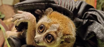 Mail, samička pritlikavega počasnega lorija / Foto: Tropska Hiša 