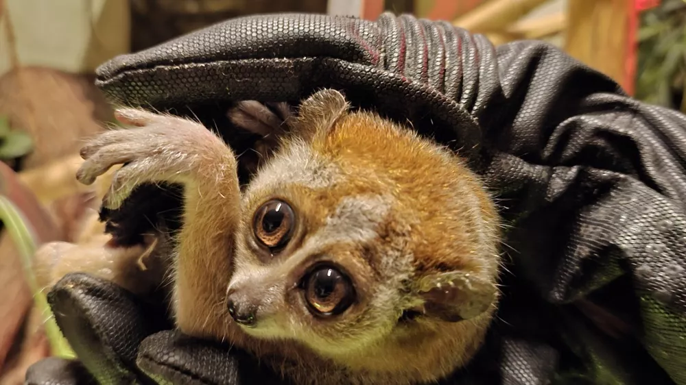 Mail, samička pritlikavega počasnega lorija / Foto: Tropska Hiša 