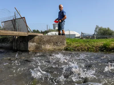 - pastrvi, - Ribogojnica Žalec Marko Hrovat s.p.- 07.08.2025. - Reportaža o vzgoji in uživanju ribe krap.//FOTO: Bojan Velikonja / Foto: Bojan Velikonja