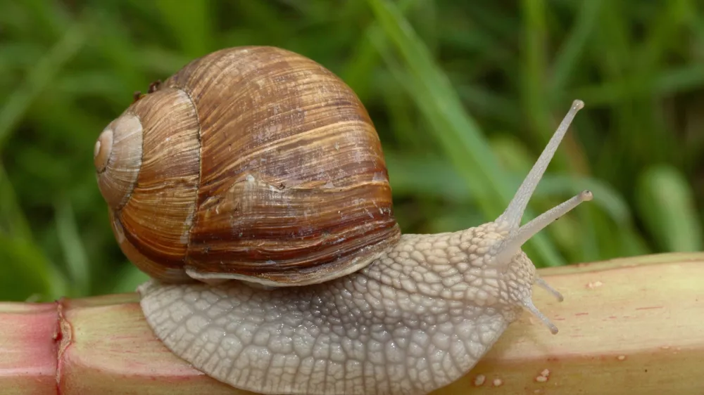 ﻿helix pomatia, polž