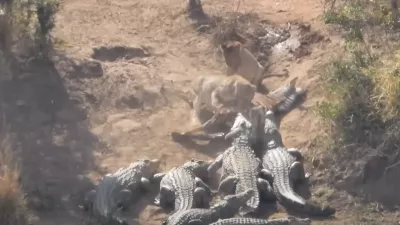 Boj za hrano / Foto: Zajem Zaslona