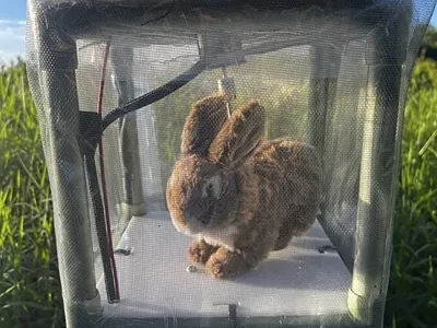 This undated photo provided by the South Florida Water Management District shows a robotic rabbit in the Florida Everglades. Officials in Florida are experimenting with ways to capture invasive Burmese pythons in the Florida Everglades using robotic rabbits. (South Florida Water Management District via AP)