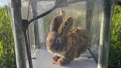 This undated photo provided by the South Florida Water Management District shows a robotic rabbit in the Florida Everglades. Officials in Florida are experimenting with ways to capture invasive Burmese pythons in the Florida Everglades using robotic rabbits. (South Florida Water Management District via AP)