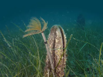 veliki leščur in cevkar 