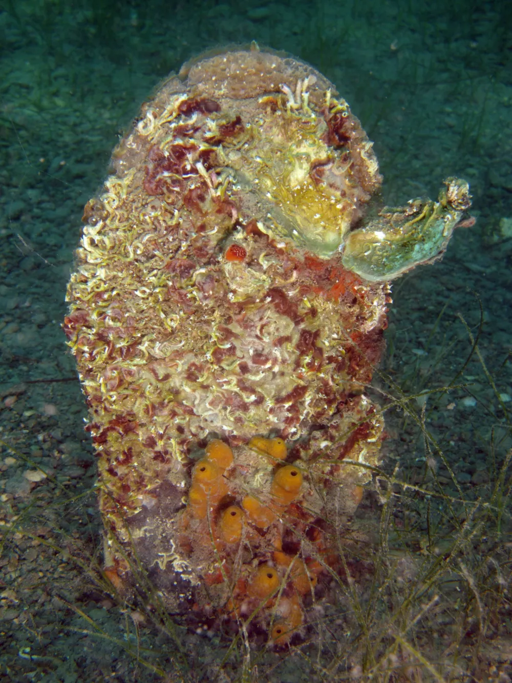 ﻿»Prav zato smo tudi pri nas, preventivno  preselili 75 leščurjev iz Portoroža v Škocjanski zatok. Po poročanju od drugod bi lahko lagune bile tisto okolje, kjer parazit ni prisoten oz. se ni sposoben tako namnožit, da bi povzročil pogine. Tako so na nekaterih območjih kjer je leščur v morski vodi popolnoma izginil našli omejene populacije v lagunah, ki so pomor preživele,«