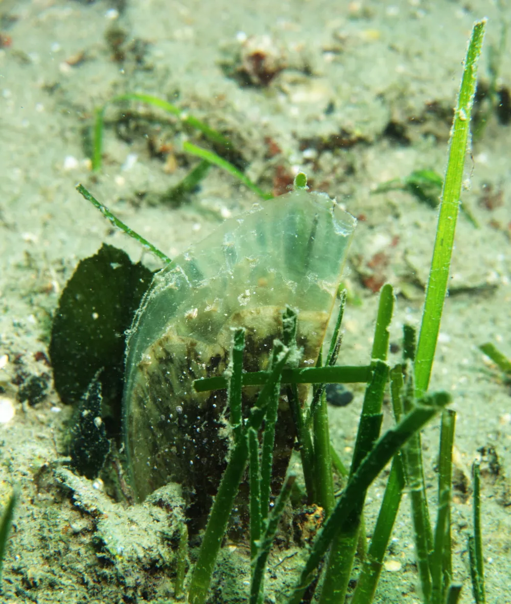 ﻿»Prav zato smo tudi pri nas, preventivno  preselili 75 leščurjev iz Portoroža v Škocjanski zatok. Po poročanju od drugod bi lahko lagune bile tisto okolje, kjer parazit ni prisoten oz. se ni sposoben tako namnožit, da bi povzročil pogine. Tako so na nekaterih območjih kjer je leščur v morski vodi popolnoma izginil našli omejene populacije v lagunah, ki so pomor preživele,«