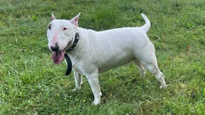 Maribor, bulterierka Madona. Foto: Facebook AniMa - Animals Matter