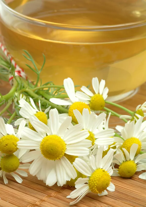 Kamillentee, Kamille, german chamomile, echte Kamille, Matricaria, Camomile, Chamomilla recutita, Camomilla comune, Tee, Getränk, Heißgetränk, Anwendung, Kräutertee, Heiltee, Aufguß, Gesundheitstee, Heiltee, tea, drink, hot drink, use, herbtea, herb-tea, medicinal tea, tč, infuso, tisana, Teetasse, Tasse, Blüten, blossom, Blüte, blossoms, fiore, fiori, Heilkräuter, Heilkraut, Alternativmedizin, Arznei, Arzneimittel, Arzneipflanze, Hausmittel, Kräuter, Naturheilkunde, erba, erba medicinale, pianta medicinale, offizinal, Phytopharmazie, Phytotherapie, phytotherapeutisch, Heilpflanzen, Pflanze, Botanik, Heilkraft, Heilkräfte, Heilpflanzenkunde, Homöopathie, homöopatisch, Klostermedizin, Heilkraft der Natur, Volksmedizin, medicinal plant, herb / Foto: Bildagentur-online/th-foto