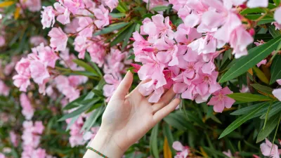 Ta rastlina je naravnost čudovita, toda … / Foto: Istock