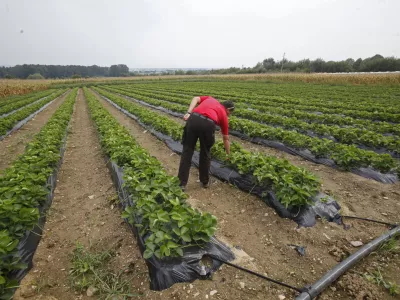 - ilustrativna fotografija - kmetijsko zemljišče - polje - jagode / Foto: Luka Cjuha