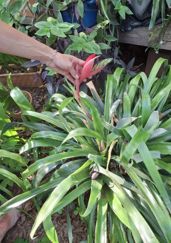 Bi posvojili zavrženo lepotico? Proces posvojitve je daleč od hitrega nakupa