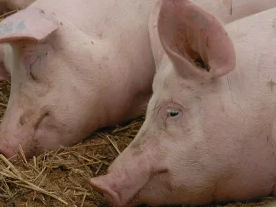 43. mednarodni kmetijsko-živilski sejem; Pomurski sejem, Gornja Radgona, pujsa, pujs //FOTO: Jaka Adamič