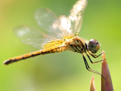 Kačji pastir insekt