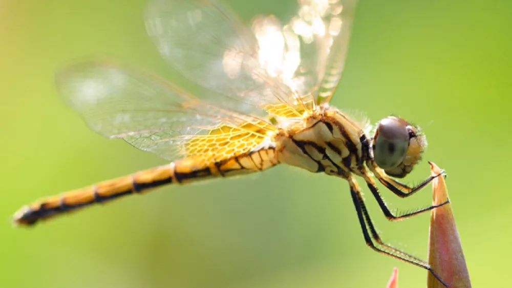 Kačji pastir insekt