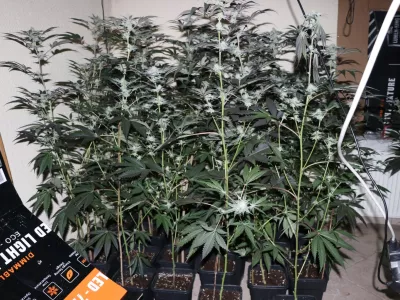 Zakon o konoplji: “Edina prava pot je ničelna toleranca”