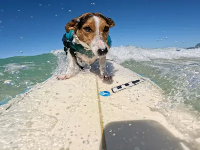 old BENJI, a Jack Russell Terrier, rides the waves alongside his human, BERNARDO BRAGA at Arpoador Beach in Rio de Janeiro. Since catching his first wave two years ago, Benji has become a beloved fixture on Rioâ€s iconic shore, charming both beachgoers and seasoned surfers with his impressive skills and the remarkable bond he shares with Braga.03 Sep 2025Pictured: old BENJI, a Jack Russell Terrier, rides the waves at Arpoador Beach in Rio de Janeiro. Since catching his first wave two years ago, Benji has become a beloved fixture on Rioâ€s iconic shore, charming both beachgoers and seasoned surfers with his impressive skills.,Image: 1033870150, License: Rights-managed, Restrictions: NO Argentina, Australia, Bolivia, Brazil, Chile, Colombia, Finland, France, Georgia, Hungary, Japan, Mexico, Netherlands, New Zealand, Poland, Romania, Russia, South Africa, Uruguay, Model Release: no