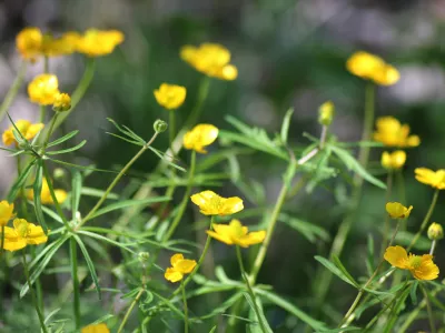 Zlatica na travniku. Slika je simbolična. / Foto: Istock
