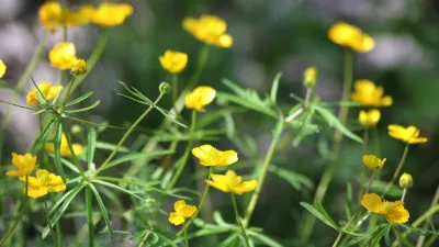 Zlatica na travniku. Slika je simbolična. / Foto: Istock
