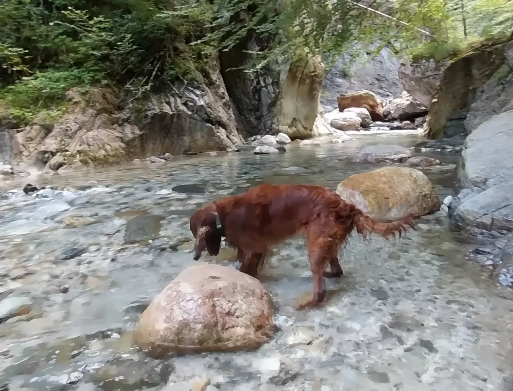 Psi so v soteski dobrodošli, vendar priporočamo, da s seboj vzamete tudi pasjo oprsnico. 