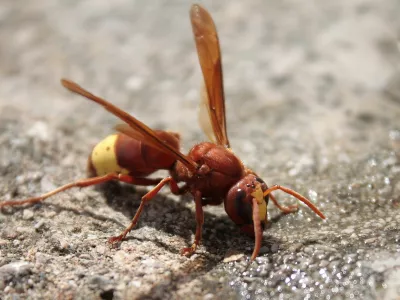 Orientalski sršen je že pri nas. Strokovnjak: Ukrepajte, preden bo prepozno!