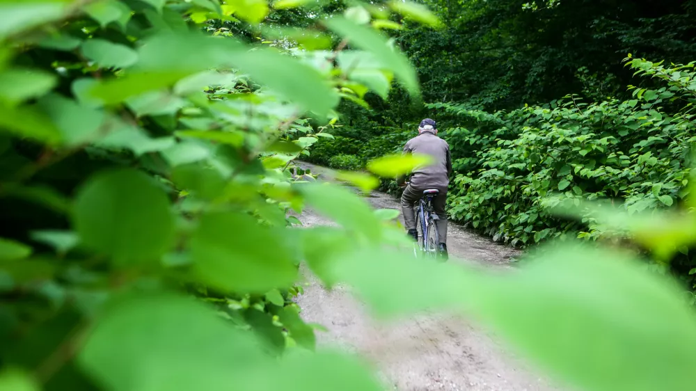 ﻿- japonski dresnik - trdoživi plevel iz vzhodne Azije na območju Viča, kolesar - kolesarstvo - starostniki - rekreacija    - 25.05.2015 - Agresivne tujerodne rastlinske vrste v Sloveniji - invazivna tujerodna vrsta - invazivne rastline -   //FOTO: Bojan Velikonja