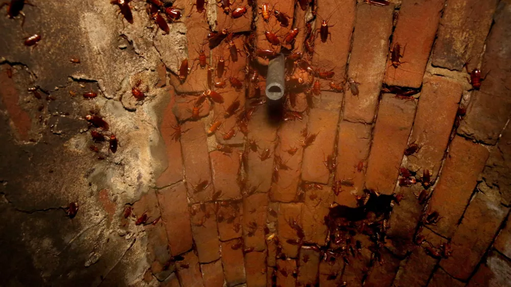 Cockroaches cling to the ceiling of a section of the sewer system under the 300 block of Ellis St., which dates back to the 1866 in San Francisco, as seen on Thursday October 12, 2017. (Michael Macor/San Francisco Chronicle via AP) / Foto: Michael Macor