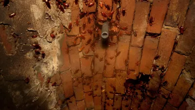 Cockroaches cling to the ceiling of a section of the sewer system under the 300 block of Ellis St., which dates back to the 1866 in San Francisco, as seen on Thursday October 12, 2017. (Michael Macor/San Francisco Chronicle via AP) / Foto: Michael Macor