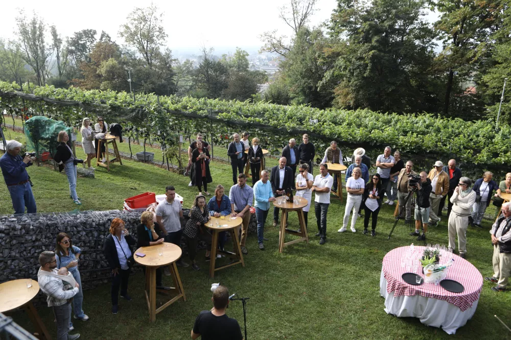 9.9.2025 - tradicionalna trgatev v grajskem vinogradu; Ljubljanski grad, grajski vinogradtrgatev, grozdje, trtaFoto: Luka Cjuha