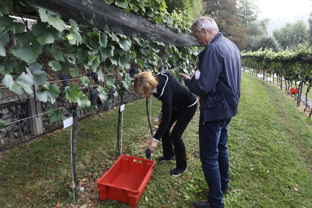9.9.2025 - tradicionalna trgatev v grajskem vinogradu; Ljubljanski grad, grajski vinogradtrgatev, grozdje, trtaFoto: Luka Cjuha