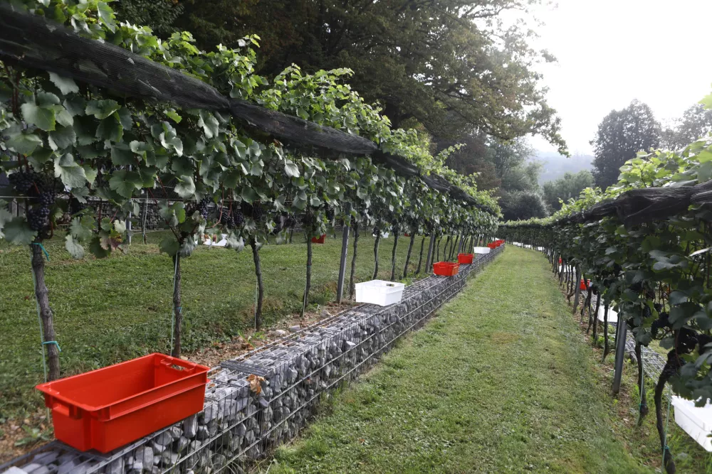 9.9.2025 - tradicionalna trgatev v grajskem vinogradu; Ljubljanski grad, grajski vinogradtrgatev, grozdje, trtaFoto: Luka Cjuha