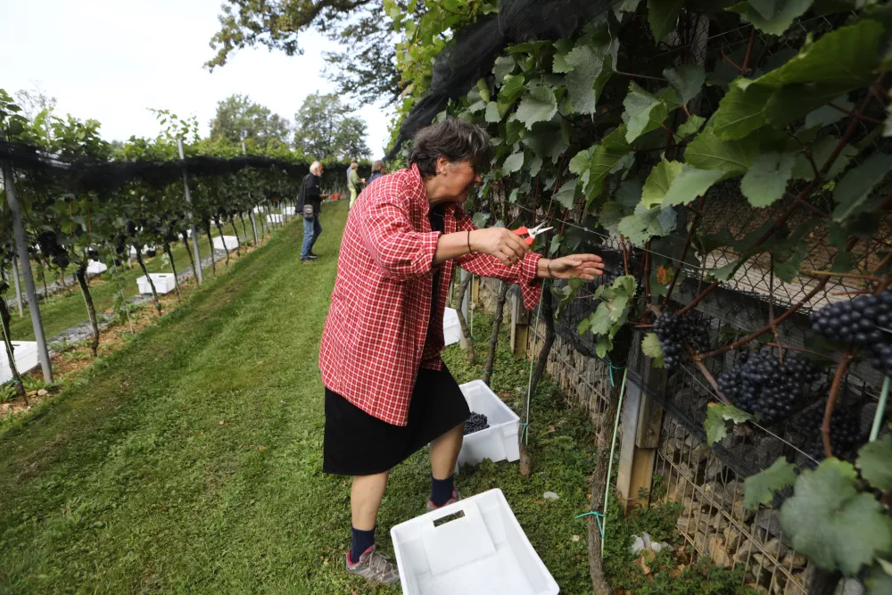 9.9.2025 - tradicionalna trgatev v grajskem vinogradu; Ljubljanski grad, grajski vinogradtrgatev, grozdje, trtaFoto: Luka Cjuha