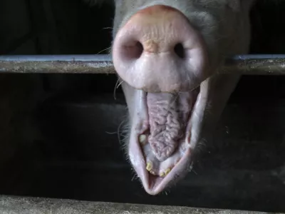 ﻿- domači prašič - svinja - Kmetija Lenart - - 01.12.2020 - Reportaža o predelavi mesa v mesne izdelke - FOTO: Jaka GasarOPOMBA – REPORTAŽA ZA OBJEKTIV 2020