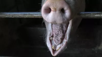 ﻿- domači prašič - svinja - Kmetija Lenart - - 01.12.2020 - Reportaža o predelavi mesa v mesne izdelke - FOTO: Jaka GasarOPOMBA – REPORTAŽA ZA OBJEKTIV 2020