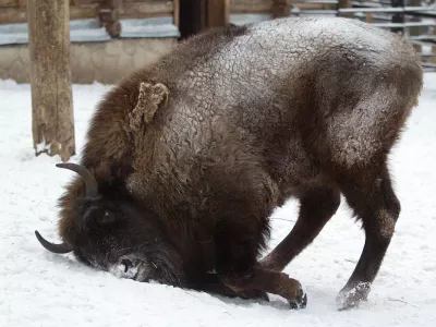A wild bison plays in the pen in a zoo "Royev Ruchey" in the Siberian city of Krasnoyarsk, February 3, 2006. Temperatures in Krasnoyarsk continue to stay below minus 30 Celsius (-22 Fahrenheit).  REUTERS/Ilya Naymushin
