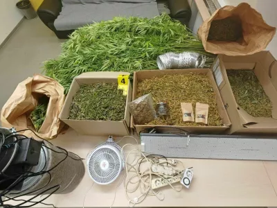 Pri osumljencih v Cerknici so zasegli več kilogramov konoplje. 