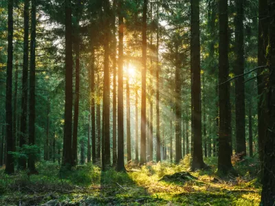 Gozdovi so ključni za zaviranje podnebnih sprememb. / Foto: Istock