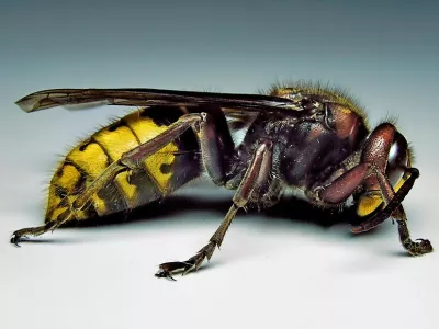 Pik sršena je lahko tudi smrtonosen. 