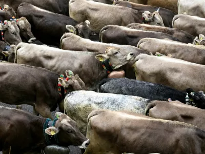 Cattle are guided down from their summer mountain pasture during the annual end-of-summer cattle drive (Almabtrieb) near Bad Hindelang, Germany, September 11, 2025. REUTERS/Angelika Warmuth