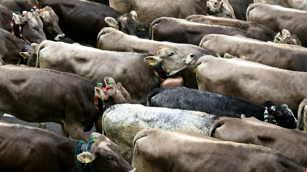 Cattle are guided down from their summer mountain pasture during the annual end-of-summer cattle drive (Almabtrieb) near Bad Hindelang, Germany, September 11, 2025. REUTERS/Angelika Warmuth