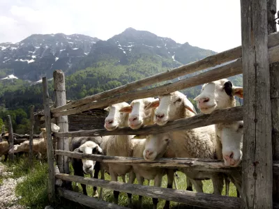 Triglavski narodni park, TNP, ovce, reja ovac, sirarstvo, // FOTO: Luka CjuhaOPOMBA ZA OBJAVO V PRILOGI OBJEKTIV / Foto: Luka Cjuha
