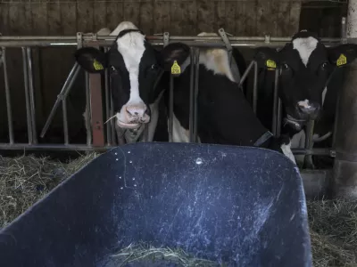 ﻿- govedoreja - krave - krava - živinoreja- 08.10.2019 – Kmetija Pustotnik – Sirnica, mlečni izdelki in siri, Poljanska cesta 19, Gorenja vas Občini Gorenja vas-Poljane. //FOTO: Jaka GasarOPOMBA: DNEVNIKOV OBJEKTIV – REPORTAŽA O SIRIH