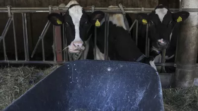 ﻿- govedoreja - krave - krava - živinoreja- 08.10.2019 – Kmetija Pustotnik – Sirnica, mlečni izdelki in siri, Poljanska cesta 19, Gorenja vas Občini Gorenja vas-Poljane. //FOTO: Jaka GasarOPOMBA: DNEVNIKOV OBJEKTIV – REPORTAŽA O SIRIH