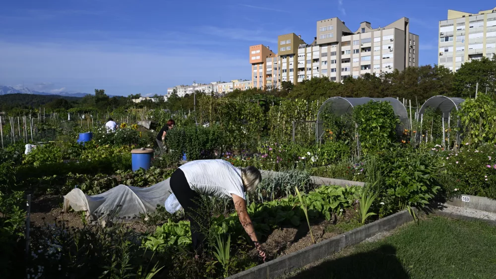 Vrtičkarstvozdrava hrana vrtzdravjelokalna samooskrbasamooskrbni&scaron;tvo25.08.2025 - MOL Vrtički Ježica Foto: Nik Erik Neubauer 