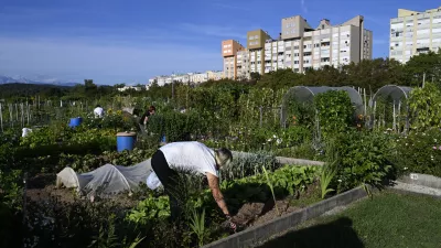 Vrtičkarstvozdrava hrana vrtzdravjelokalna samooskrbasamooskrbništvo25.08.2025 - MOL Vrtički Ježica Foto: Nik Erik Neubauer 