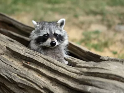 ﻿Portrait of lotor common raccoon. Tree hiding place of raccoon. Look out of hiding. Photography of nature and wildlife.