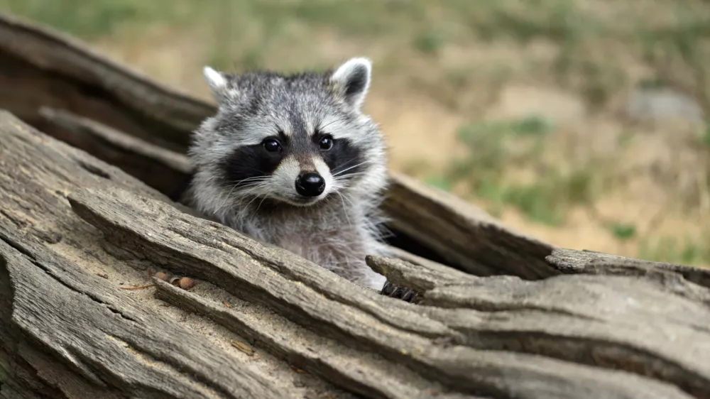﻿Portrait of lotor common raccoon. Tree hiding place of raccoon. Look out of hiding. Photography of nature and wildlife.