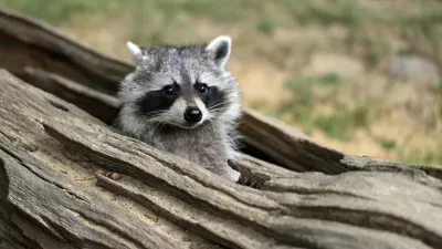 ﻿Portrait of lotor common raccoon. Tree hiding place of raccoon. Look out of hiding. Photography of nature and wildlife.